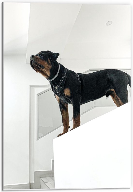 Dibond - Zwarte Hond op Witte Trap - 40x60cm Foto op Aluminium (Wanddecoratie van metaal)