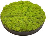 Mosschilderij Julia Vulcano Black ø 40 cm Rendiermos Lente groen