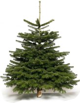 Echte Nordmann kerstboom 80-100 cm hoog - verpakt in dubbel net - gezaagd