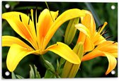 Tuinposter – Gele Lelies - 60x40cm Foto op Tuinposter  (wanddecoratie voor buiten en binnen)