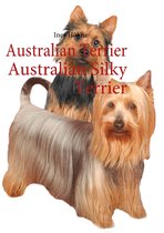 Australian Terrier Australian Silky Terrier