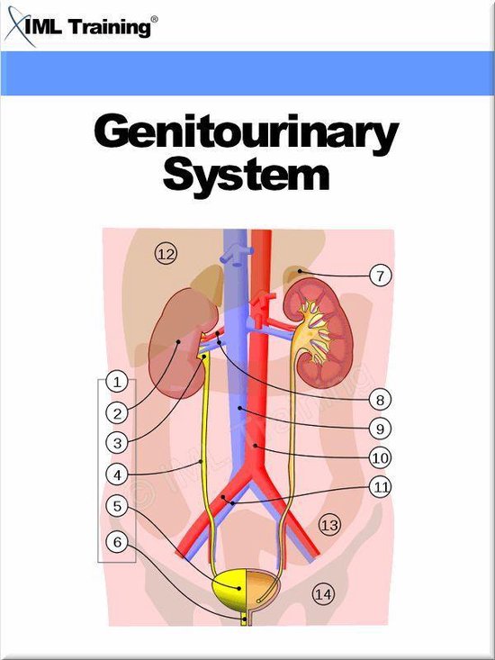 Human Body - Genitourinary System (Human Body) - cover