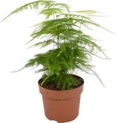 WL Plants - Asparagus Plumosus - Sierasperge - Asperge Varen - Aspergeplant - ± 25cm hoog - 12cm diameter - in Kweekpot