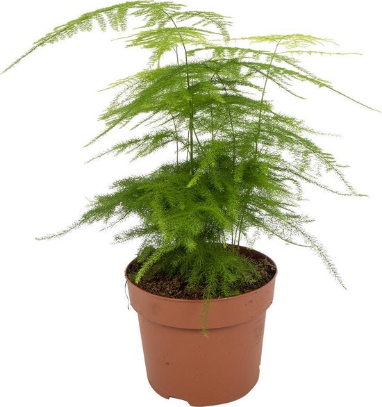 Kamerplant Asparagus Plumosus - Aspergeplant - ± 35cm hoog - 12cm diameter