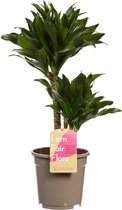 Hellogreen Kamerplant - Dracaena Drakenbloedboom Compacta - ↕ 60 cm