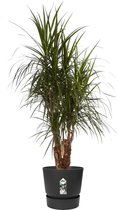 Hellogreen Kamerplant - Dracaena Drakenbloedboom Marginata - ↕ 130 cm - Elho Greenville zwart
