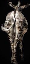 Zebra 200 x 135  - Plexiglas