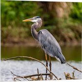 Acrylglas - Reiger op Watertak - 80x80cm Foto op Acrylglas (Wanddecoratie op Acrylglas)