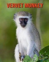 Vervet Monkey