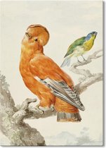 Canvas Schilderij Twee Exotische Vogels - Aert Schouman - 50x70 cm