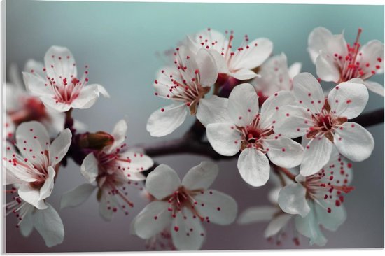 Acrylglas - Witte Bloemen op Spiegelglas - 60x40cm Foto op Acrylglas (Met Ophangsysteem)
