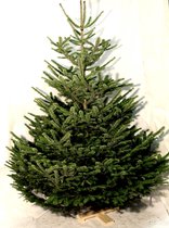 Nordmann Kerstboom - 175/200 cm Hoog