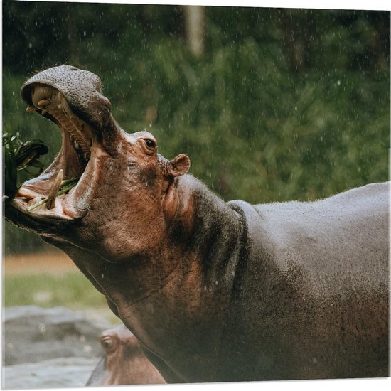 Acrylglas - Nijlpaard met Open Bek - 80x80cm Foto op Acrylglas (Met Ophangsysteem)