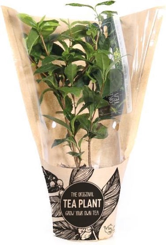 2x Camellia Sinensis - Theeplant In vensterhoes
