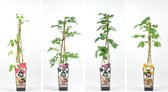 Fruitplanten mix Framboos/braam - set van 2 frambozen en 2 bramen - hoogte 30-40 cm