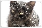 Tuinposter – Zwart Katje met Sneeuw op zijn Hoofd  - 120x80cm Foto op Tuinposter  (wanddecoratie voor buiten en binnen)