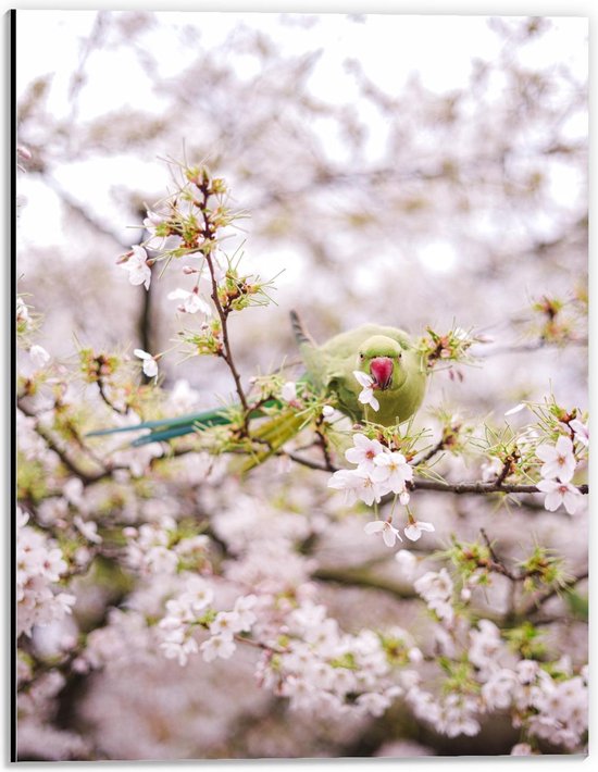 Dibond - Groene Vogel tussen de Bloesem - 30x40cm Foto op Aluminium (Met Ophangsysteem)