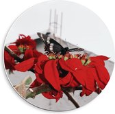 Forex Wandcirkel - Zwarte Vlinder op Rode Bloemen - 40x40cm Foto op Wandcirkel (met ophangsysteem)