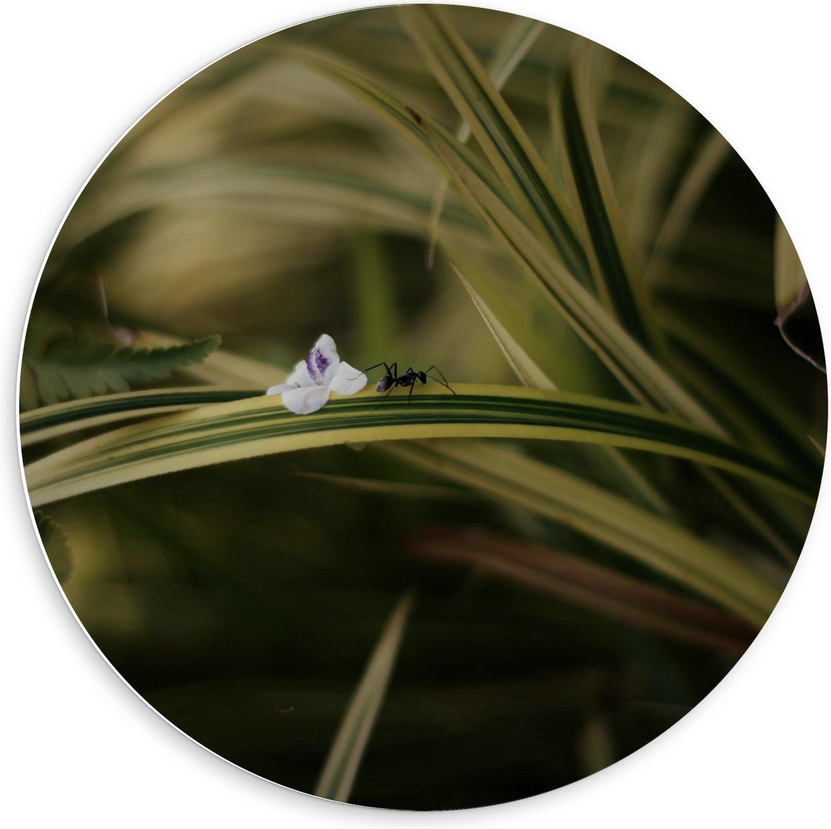 KuijsFotoprint Forex Wandcirkel - Mier op Plantje - 60x60cm Foto op Wandcirkel (met ophangsysteem) Groen