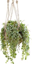 Peperomia Prostata Hangplant in een cocosnoot met houtjes touwtjes hanger. Huiskamer Kantoor plant