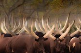 Glasschilderij Dieren 'Kudde Watusi runderen'  met hoorns- Bruin, groen en wit - 80 x 120 - Fotokunst - Woonkamer