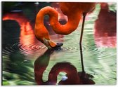 Dibond - Flamingo die Water Drinkt  - 40x30cm Foto op Aluminium (Wanddecoratie van metaal)
