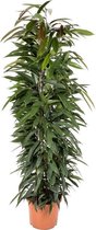 Ficus Alii King zuil 150 cm