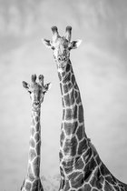 Aluminium Schilderij Giraffenpaar