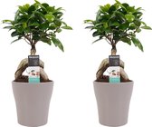 (set van 2) Decorum Duo Ficus Ginseng Bonsai geënt - met sierpot Anna taupe