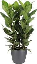 Ficus Audrey in ELHO sierpot (antraciet) - kamerplant