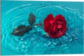 Dibond - Rode Roos in het Blauwe Water - 90x60cm Foto op Aluminium (Wanddecoratie van metaal)