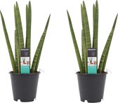 (set van 2) Decorum Duo Sansevieria - Kamerplant - vrouwentong - Cylindrica - in kwekerspot