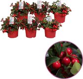 6x Gaultheria 'Big Berry' - 6 stuks Bergthee in potmaat 12, hoogte 20-25cm, winterplant, sfeervolle rode bes, niet eetbaar