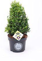 2x Ilex Crenata Dark Green Kegel - Japanse Hulst in 3 liter pot met planthoogte 30-40cm