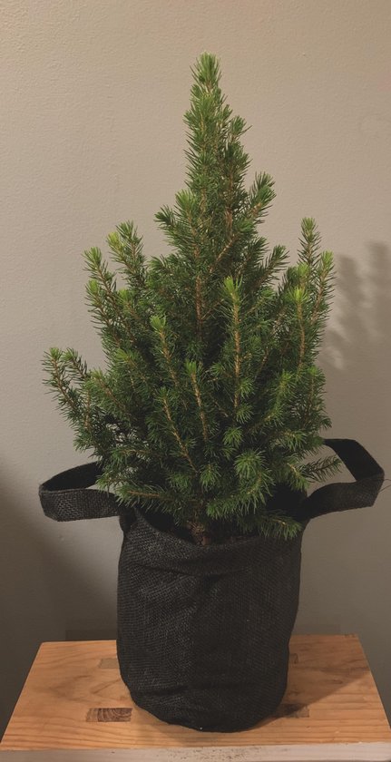 Megalopolis Componist Lijkt op Mini Picea kerstboom met Antraciet jute planten pot , per set | Kerst |  Mini Kerstboom... | bol.com