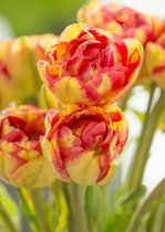 KH Bloembollen 25 tulpenbollen Columbus - kleur roze wit - dubbele tulp - pioen tulp