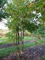 Amberboom - Liquidambar styraciflua | Hoogte: 200 - 250 cm