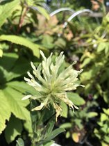 6 x Trifolium ochroleucum - Klaver - P9 Pot (9 x 9cm) - Dima Vaste Planten