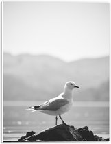 Forex - Meeuw op Rots  - 30x40cm Foto op Forex