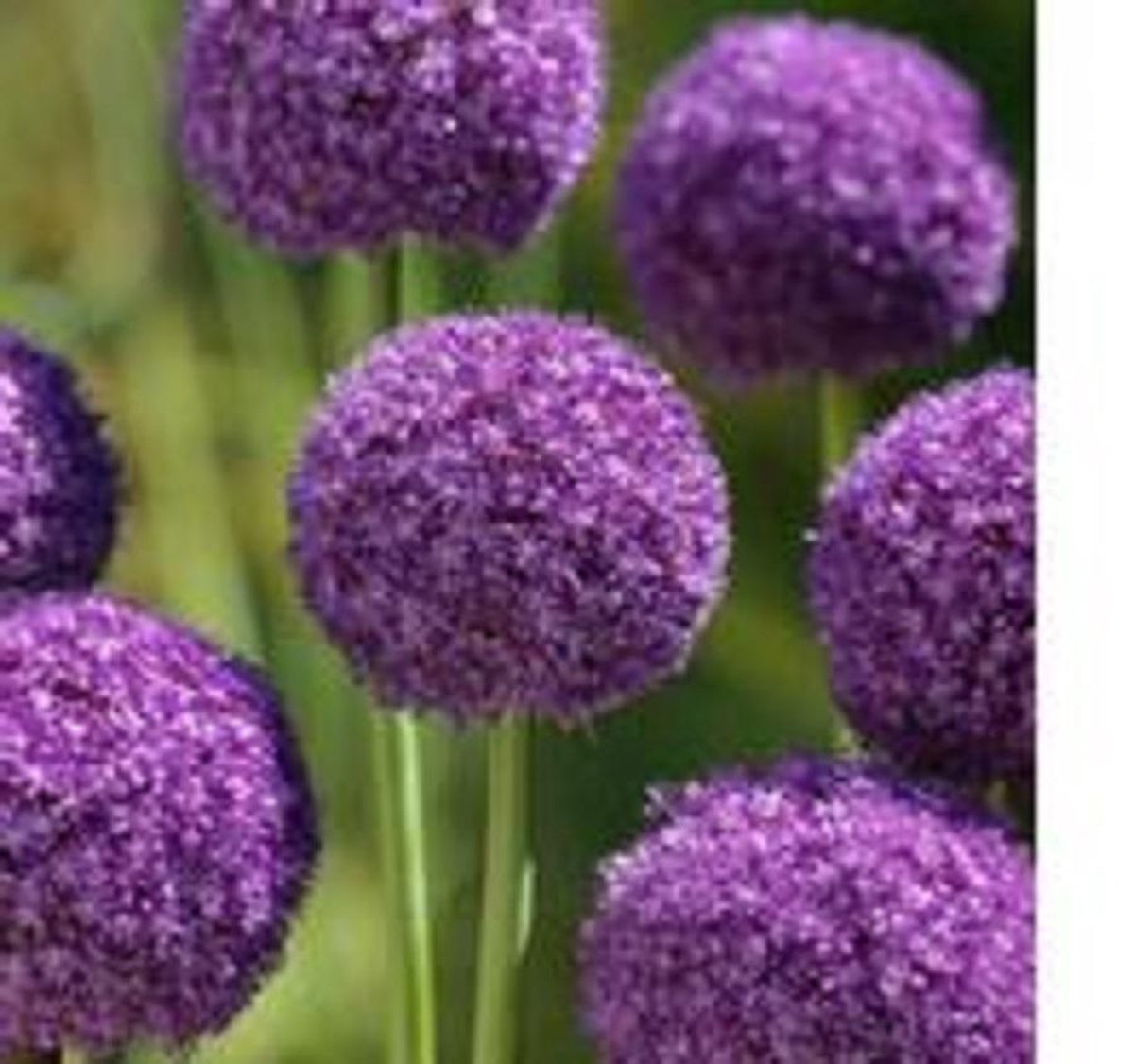 3 X ALLIUM / SIERUI AMBASSADOR maat 28 +
