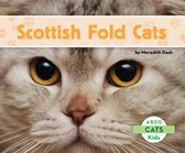 Cats - Scottish Fold Cats