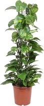 Epipremnum Scindapsus 120 cm