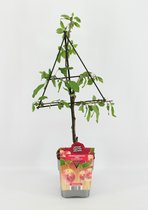Fruitplant Pruim op driehoek rek - Prunus domestica 'Opal' - hoogte 60 / 70 cm