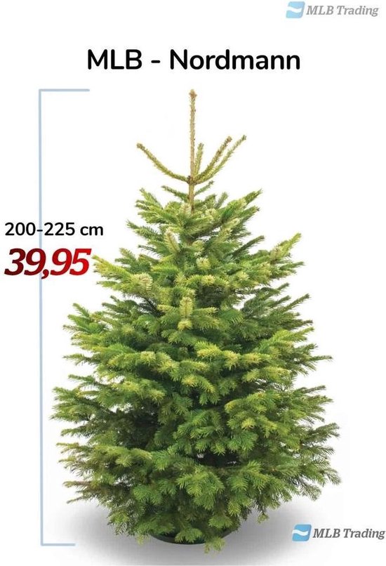 Nordmann Kerstboom Premium Quality 200225 cm
