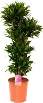 Kamerplant van Botanicly – Drakenboom – Hoogte: 129 cm – Dracaena compacta