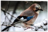 Forex - Vogeltje in de Sneeuw - 60x40cm Foto op Forex