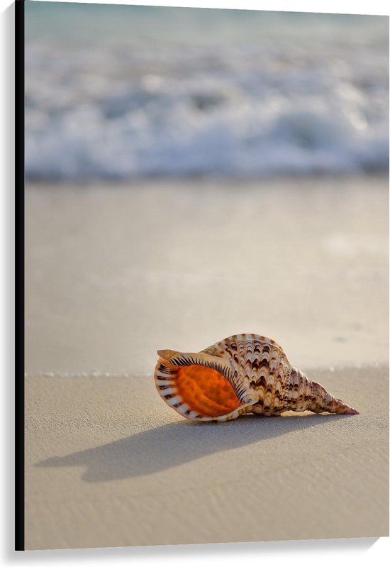 Canvas  - Schelp aan de Zee - 80x120cm Foto op Canvas Schilderij (Wanddecoratie op Canvas)