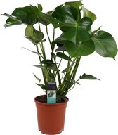 Monstera