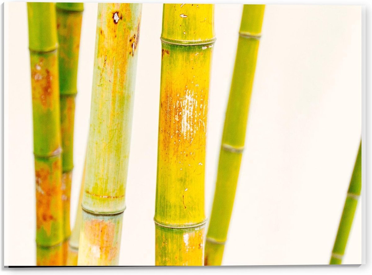 KuijsFotoprint Acrylglas - Groene Bamboe Stokken - 40x30cm Foto op Acrylglas (Wanddecoratie op Acrylglas)