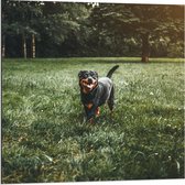 Dibond - Hond in een Grasveld - 80x80cm Foto op Aluminium (Met Ophangsysteem)